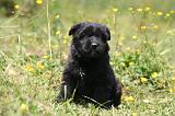 BOUVIER DES FLANDRES 468